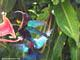 colibri sainte luce martinique