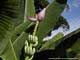 sainte marie fleur de banane plantation